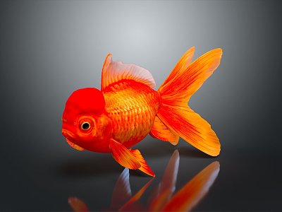 Cold Water Fish Goldfish Gold Grass Gold Cold Water Parrot Koi Double Tailed Gold Red Hat Lanshou Longjing model