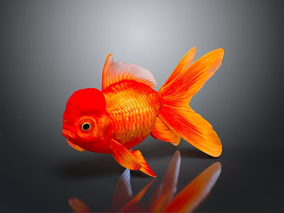 Bright Red Goldfish With Orange Tail Fins And Reflection On Gray Background 3d model Bright Red Goldfish With Orange Tail Fins And Reflection On Gray Background 3d model