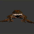 Reptile With Orange And Brown Textured Skin Crawling On Dark Background