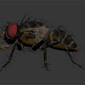 Close up view of house fly with red eyes and transparent wings on dark background