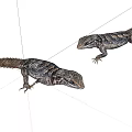Two Reptile Lizards With Detailed Skin Patterns On White Background