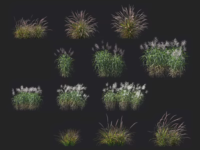 Diverse Green Grasses With White Flower Spikes And Various Heights On Black Background 3d model
