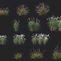 Diverse Green Grasses With White Flower Spikes And Various Heights On Black Background