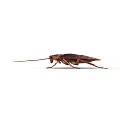 Brown Reptile Crawling On White Background In Detailed Close Up View