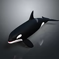 Realistic Black and White Orca Swimming with Dorsal Fin and Tail Fluke