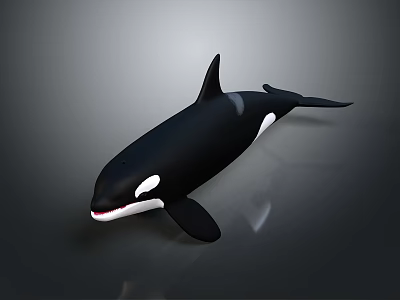 Realistic Black and White Orca Swimming with Dorsal Fin and Tail Fluke 3d model