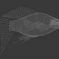 Aquatic Fish With Metallic Texture Detailed Fins Tail On Black Background Gray Surface