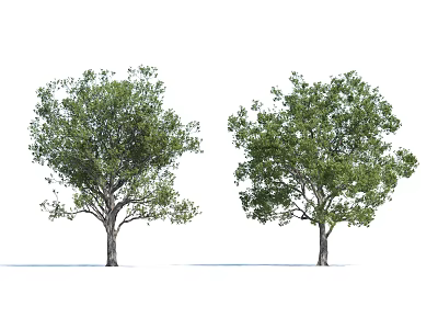 Arbor Trees With Lush Green Foliage And Sturdy Trunks In Natural Landscape 3d model