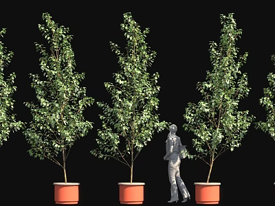 Green Leafy Potted Trees with Brown Trunks and Human Figure in Black Background 3d model