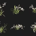 Various Poses of Floral Plants with White Small Flowers and Green Leaves