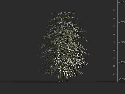 Leafy Arbor With Slender Branches And Height Measurement In Cm Scale 3d model