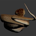 Slender Brown Snake Curved on Dark Background with Visible Reflection in Minimalist Scene
