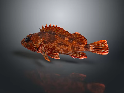 Red Spiny Fish With Scaly Body And Shiny Fins On Gray Background 3d model