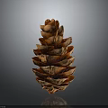 Brown Natural Pine Cone With Detailed Textured Scales Against Gray Background