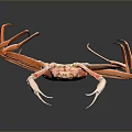 Orange Aquatic Crab With Long Legs And Claws On Dark Background