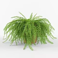 Lush Green Fern Potted Plant With Hanging Fronds In Brown Pot