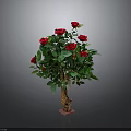 Potted Rose Plant With Red Roses Green Leaves Brown Trunk Pink Base On Gray Background