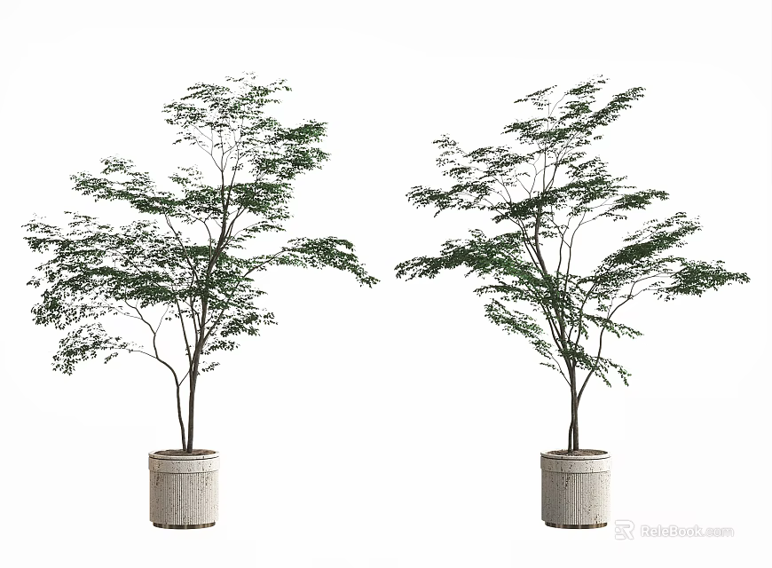 Two Modern Bonsai Potted Trees in Gray Ceramic Pots with Simple White Background 3d model