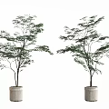 Two Modern Bonsai Potted Trees in Gray Ceramic Pots with Simple White Background 3d model