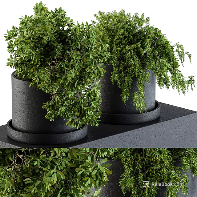 Two Green Bonsai Potted Plants In Black Ceramic Pots With Trays On Stand 3d model 