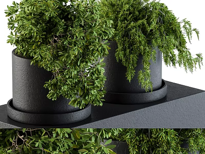 Two Green Bonsai Potted Plants In Black Ceramic Pots With Trays On Stand 3d model