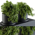 Two Green Bonsai Potted Plants In Black Ceramic Pots With Trays On Stand
