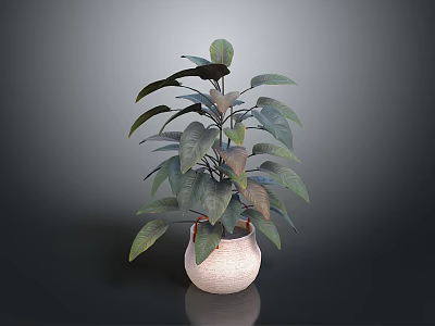 Decorative Indoor Plant With Lush Green Leaves In Light Ceramic Pot 3d model