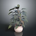 Decorative Indoor Plant With Lush Green Leaves In Light Ceramic Pot