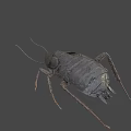 Detailed Realistic Cockroach With Dark Body Long Antennae And Legs