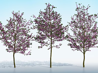 Three Flowering Arbor Trees With Purple Blossoms And Green Leaves Against Blue Sky 3d model