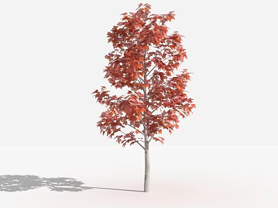 Red Leaf Arbor With Gray Trunk And Shadow On White Background 3d model