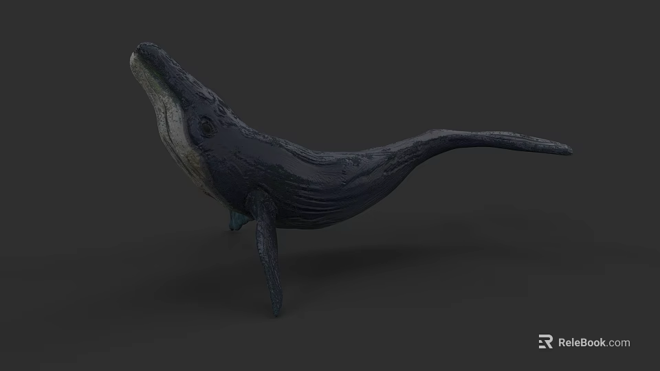 Whale Aquatic Animal 3D Model Featuring Detailed Texture Deep Blue Color And Dark Background 3d model 