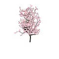 Blooming Pink Blossom Tree With Lush Pink Flowers And Brown Trunk