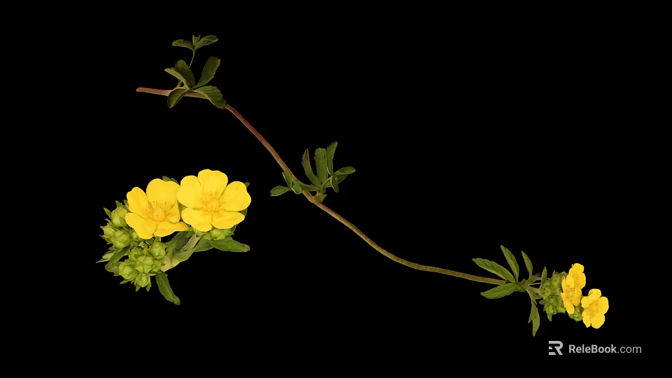 Wild Plant With Yellow Flowers And Green Leaves On Long Curved Stem 3d model 