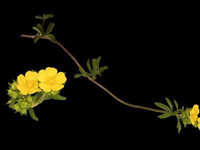 Wild Plant With Yellow Flowers And Green Leaves On Long Curved Stem 3d model