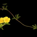 Wild Plant With Yellow Flowers And Green Leaves On Long Curved Stem
