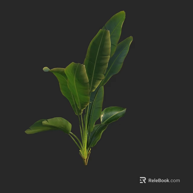 Lush Green Tropical Plant With Large Healthy Leaves For Home Decor 3d model 