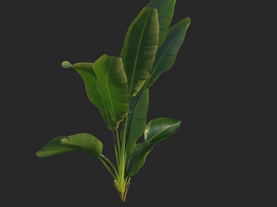 Lush Green Tropical Plant With Large Healthy Leaves For Home Decor 3d model