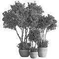 Lush Green Potted Bonsai Trees With Various Sizes And Decorative Pots