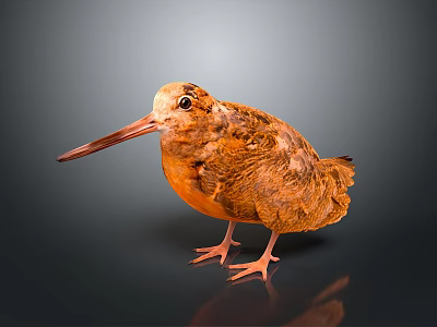 Rusty Brown Bird With Long Beak Standing On Dark Surface With Reflection 3d model