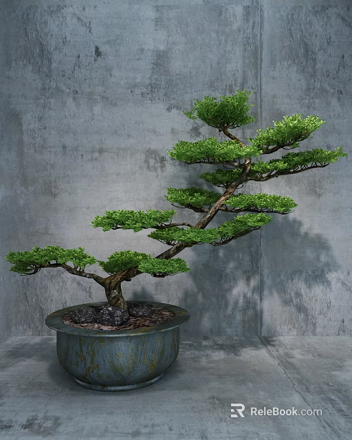 Bonsai Tree With Green Foliage Twisted Trunk In Ceramic Pot Against Concrete Wall 3d model 