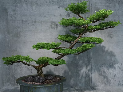 Bonsai Tree With Green Foliage Twisted Trunk In Ceramic Pot Against Concrete Wall 3d model