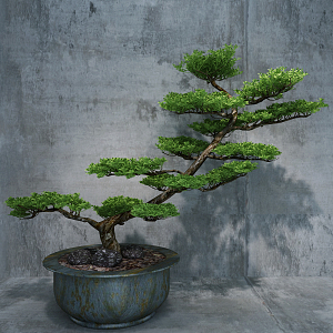 New Chinese Bonsai 3d model