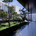 Serene Courtyard Garden Design With Pine Trees Stone Pathway And Water Feature