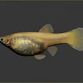 Golden Yellow Fish With Transparent Body Parts Shiny Scales And Reflection On Dark Background