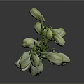 Green Flower Buds On Stems In Vase With Dark Background And Reflection 3d model