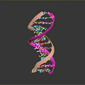 Colorful DNA Double Helix Molecular Model With Pink Strands And Blue Purple Nucleotides