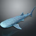 Blue And White Spotted Whale Shark Swimming In Deep Ocean Waters