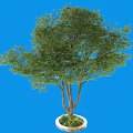 Lush Green Tree in Circular Pot with Dense Foliage Against Blue Background