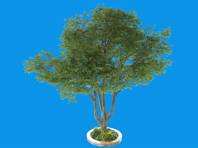 Lush Green Tree in Circular Pot with Dense Foliage Against Blue Background 3d model